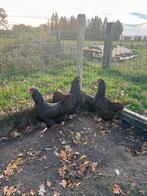 3 Barnevelder Kippen Groot Ras, Dieren en Toebehoren, Pluimvee, Vrouwelijk, Kip