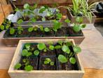 HEY PANNENKOEK! -planten (Pilea Peperomiodes)..eigen kweek!, Ophalen, Overige soorten, Halfschaduw, Minder dan 100 cm