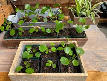 HEY PANNENKOEK! -planten (Pilea Peperomiodes)..eigen kweek! beschikbaar voor biedingen