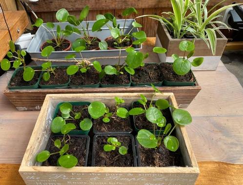 HEY PANNENKOEK! -planten (Pilea Peperomiodes)..eigen kweek!, Huis en Inrichting, Kamerplanten, Overige soorten, Minder dan 100 cm