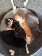 Kittens, Dieren en Toebehoren, Katten en Kittens | Overige Katten