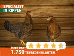 Bielefelder kippen |Jonge ingeënte dieren | Deskundig advies