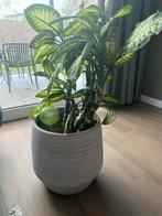 Mooie Dieffenbachia in Pot, Tuin en Terras, Rond, Binnen, Zo goed als nieuw, Aardewerk
