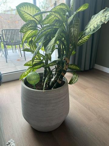 Mooie Dieffenbachia in Pot beschikbaar voor biedingen