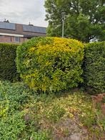 Struik, Ophalen, Overige soorten