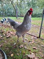 Prachtige lieve Araucana haantjes (Groenleggers), Dieren en Toebehoren, Pluimvee, Mannelijk, Kip