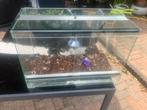 Zgan terrarium met warmtelamp ., Dieren en Toebehoren, Reptielen en Amfibieën | Toebehoren, Ophalen, Zo goed als nieuw, Terrarium of Paludarium
