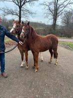 2 en 3 jarige welsh b merries te koop!, Dieren en Toebehoren, Merrie