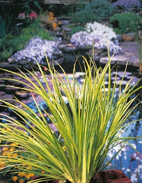 zuurstofplanten, vijverplanten, vijversubstraat, vijveraarde, Tuin en Terras, Planten | Tuinplanten, Vijverplanten, Volle zon