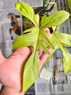 Philodendron Florida Ghost (L), Huis en Inrichting, Kamerplanten, Overige soorten, Minder dan 100 cm, Ophalen of Verzenden, Halfschaduw