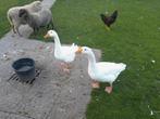 Koppel tamme ganzen, Dieren en Toebehoren, Pluimvee, Meerdere dieren, Gans of Zwaan