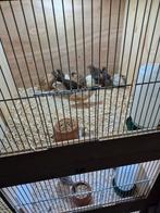 Chinese dwergkwartels, Meerdere dieren