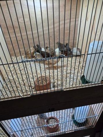 Chinese dwergkwartels beschikbaar voor biedingen