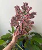 Extra grote Kalanchoe Pink Butterflies, Ophalen, Halfschaduw, Minder dan 100 cm