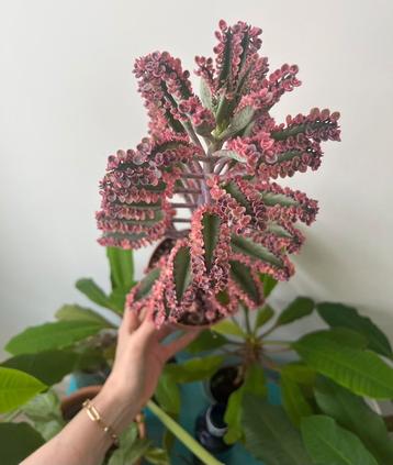 Extra grote Kalanchoe Pink Butterflies beschikbaar voor biedingen