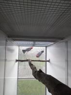 Kweekkoppel rose kaketoe, Meerdere dieren, Papegaai, Geringd