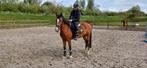 Lieve 8 jarige d pony merrie, Dieren en Toebehoren, Pony's, Merrie, B, 7 tot 10 jaar, Recreatiepony