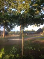 Dakplatanen of leiplatanen te koop, Ophalen of Verzenden, Dakboom, 100 tot 250 cm