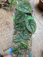 Monstera Dubia stekjes, Ophalen of Verzenden, Halfschaduw, Minder dan 100 cm