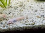 SNOWWHITE LONGFIN BLEUEYE ANTRICUS, Dieren en Toebehoren, Vissen | Aquariumvissen, Vis, Zoetwatervis