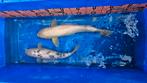 Witte koi 62 cm, Dieren en Toebehoren, Vissen | Vijvervissen, Karper of Koi