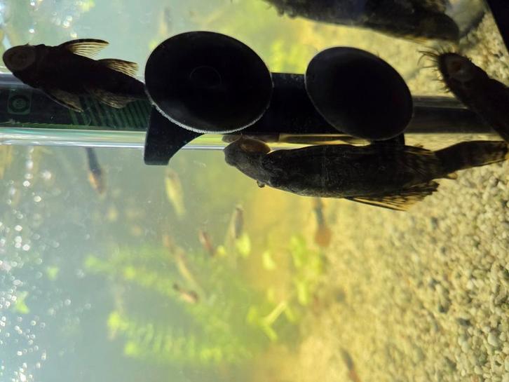 1 grote vermoedelijk vrouwen algeneter, Dieren en Toebehoren, Vissen | Aquariumvissen, Vis