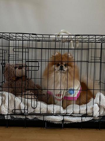 Honden bench beschikbaar voor biedingen