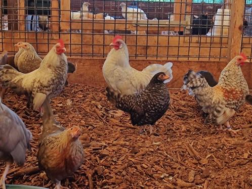 Hollandse krielkippen | Parmantige kippen | Deskundig advies, Dieren en Toebehoren, Pluimvee, Kip, Vrouwelijk