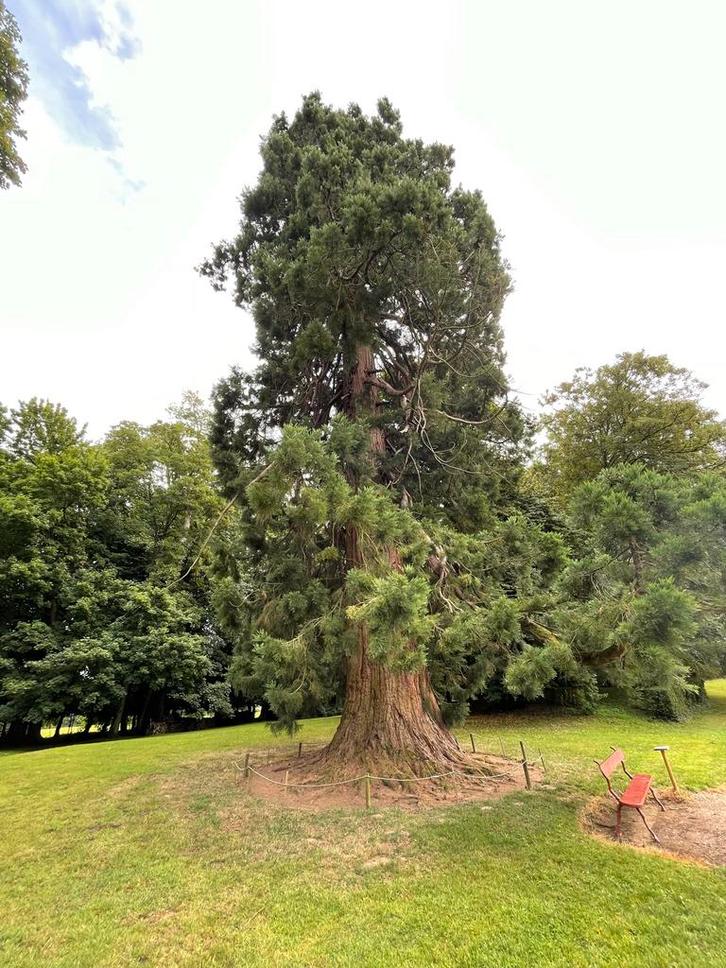Gratis boomkap + hout meenemen!, Tuin en Terras, Planten | Bomen, Overige soorten, 400 cm of meer, Volle zon, Bloeit niet, Ophalen of Verzenden