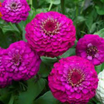 Zinnia Liliput Purple zaden beschikbaar voor biedingen