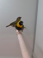 2-2 Kleine cubavinken, Dieren en Toebehoren, Vogels | Overige Vogels, Meerdere dieren, Tropenvogel, Geringd