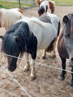 Zwarte shetland Kroonmerrie en zwartbont shetlandmerrie., Dieren en Toebehoren, Pony's, Merrie, A pony (tot 1.17m), Recreatiepony