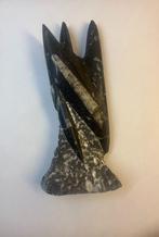 Orthoceras (Pijlstaart inktvis) (1), Ophalen of Verzenden, Fossiel