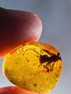 Birmees Amber (L1) met insluiting van uitgestorven Sphecomyr, Verzenden, Fossiel