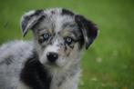 Husky kruising aussi pups, België, Rabiës (hondsdolheid), 8 tot 15 weken, Meerdere