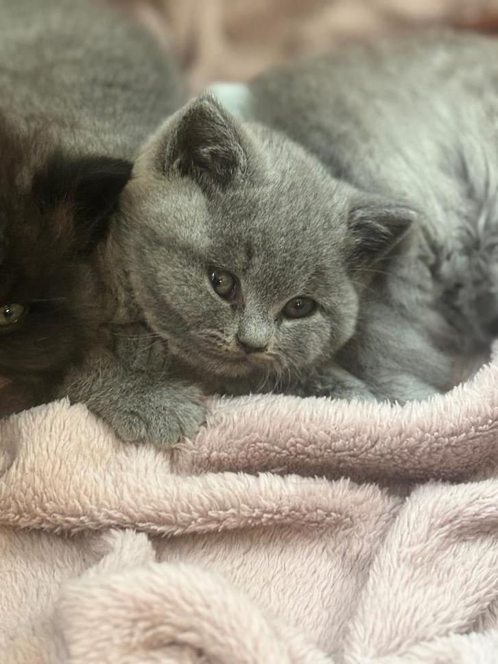 Britse korthaar/langhaar kittens, Dieren en Toebehoren, Katten en Kittens | Raskatten | Korthaar, Meerdere dieren, 0 tot 2 jaar