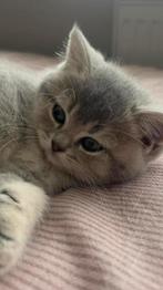 Prachtige Brits Korthaar kittens te koop!, Dieren en Toebehoren, Katten en Kittens | Raskatten | Korthaar, Geslacht onbekend, Ontwormd