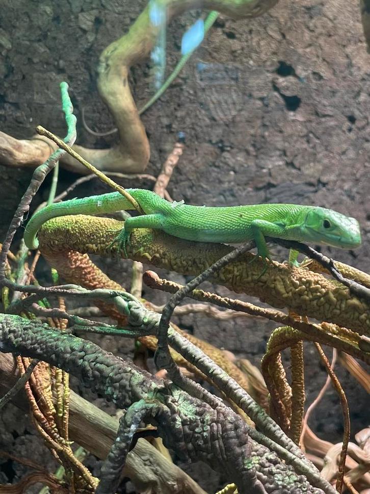 Groene kielbuikhagedis / Gastropholis prasina 2.0, Dieren en Toebehoren, Reptielen en Amfibieën, Hagedis, 0 tot 2 jaar