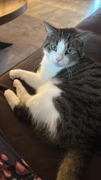 Europese kater van 4 jaar zoekt lief gezin, Dieren en Toebehoren, Katten en Kittens | Raskatten | Langhaar, Kater