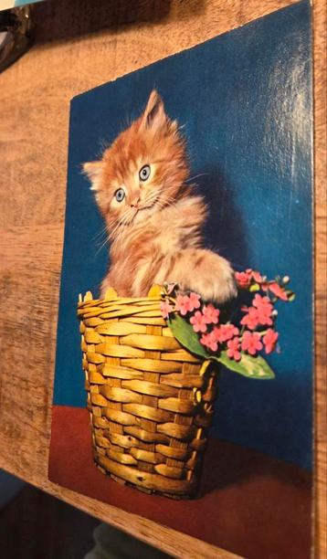 Rood katje in een mandje met bloem beschikbaar voor biedingen