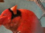 Tekoop mooie onverwant koppel rode kardinalen van 2025, Dieren en Toebehoren, Vogels | Overige Vogels, Meerdere dieren
