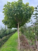 Bolcatalpa dikke maten grote kroon 225 stam 20/25 stamomtrek, Ophalen, Zomer, Halfschaduw, 100 tot 250 cm