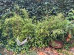 Bamboe planten 6 stuks, Tuin en Terras, Planten | Struiken en Hagen, Ophalen, Bamboe