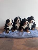 Berner Sennen pups te koop., België, Particulier, Meerdere, Meerdere dieren