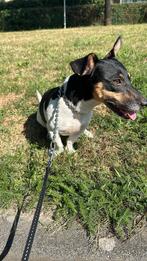 Jack russel te koop 3 jaar oud, Dieren en Toebehoren, Honden | Jack Russells en Terriërs, Rabiës (hondsdolheid), Jack Russell Terriër