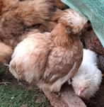 2 usa hennen, Dieren en Toebehoren, Pluimvee, Vrouwelijk, Kip