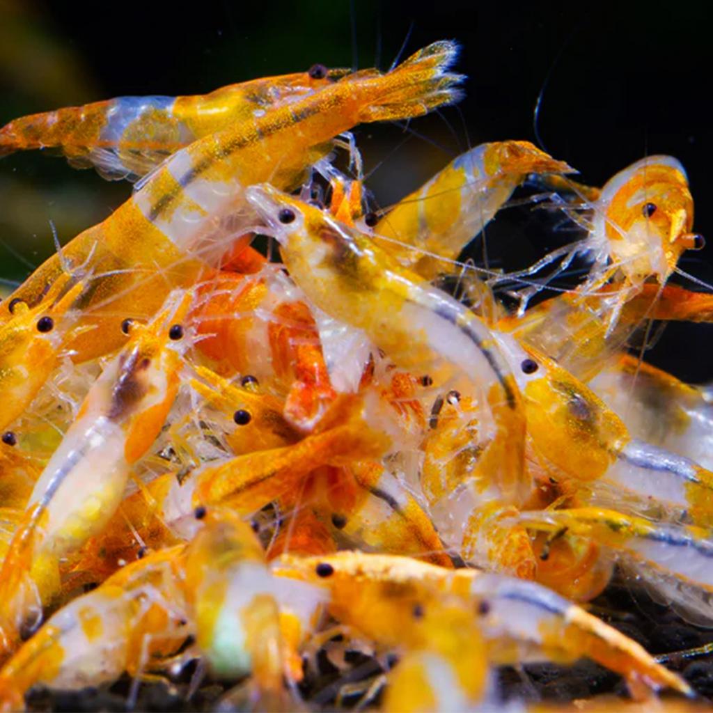 Neocaridina Prange Rilli Garnaal, Kreeft, Krab of Garnaal