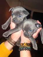 Puppies franse bulldog/ pomski, 8 tot 15 weken, Bulldog, Meerdere, Meerdere dieren