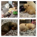 Pomeriaan pups net 4 weken nog 3 teefjes beschikbaar, Dieren en Toebehoren, Honden | Poolhonden, Keeshonden en Oertypen, Keeshond