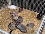 Vlaamse Reuzen en Duitse Reuzen rammen en voedsters, Dieren en Toebehoren, Konijnen, Meerdere dieren, Groot